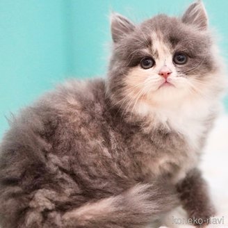 販売中の東京都のサイベリアン-117189の13枚目